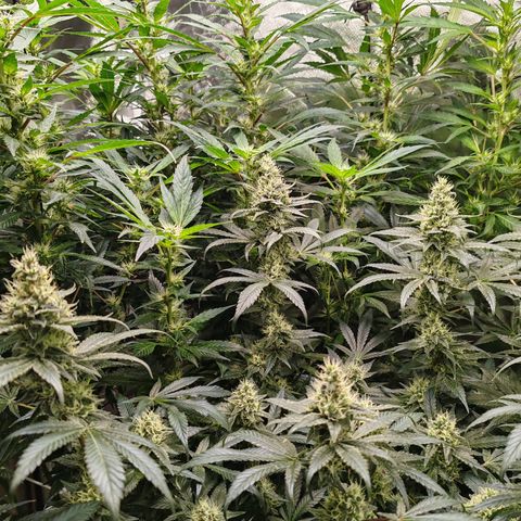 MOBY-D (JACK HERER X WHITE WHIDOW) growlog timeline photo