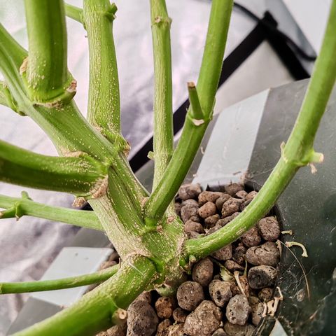 MOBY-D (JACK HERER X WHITE WHIDOW) growlog timeline photo