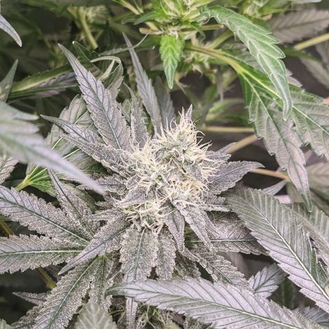MOBY-D (JACK HERER X WHITE WHIDOW) growlog timeline photo
