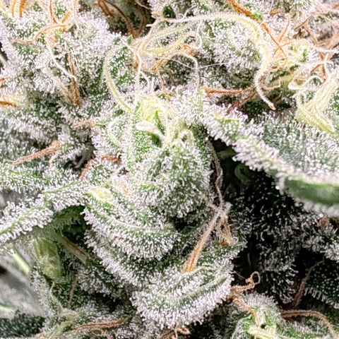 MOBY-D (JACK HERER X WHITE WHIDOW) growlog timeline photo