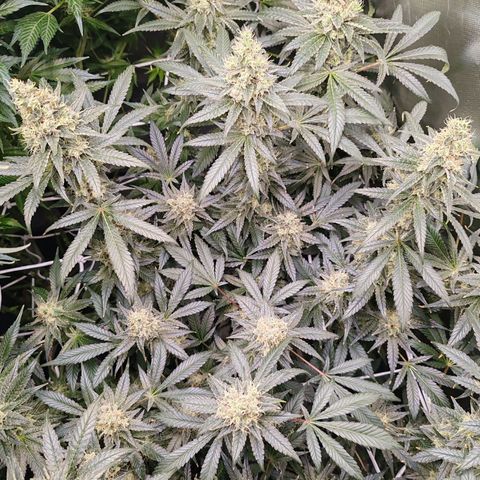 MOBY-D (JACK HERER X WHITE WHIDOW) growlog timeline photo