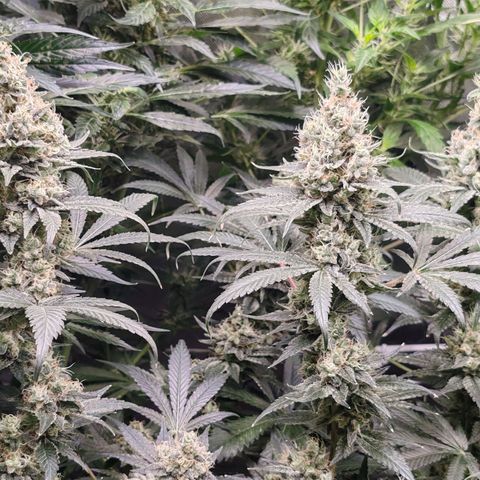 MOBY-D (JACK HERER X WHITE WHIDOW) growlog timeline photo