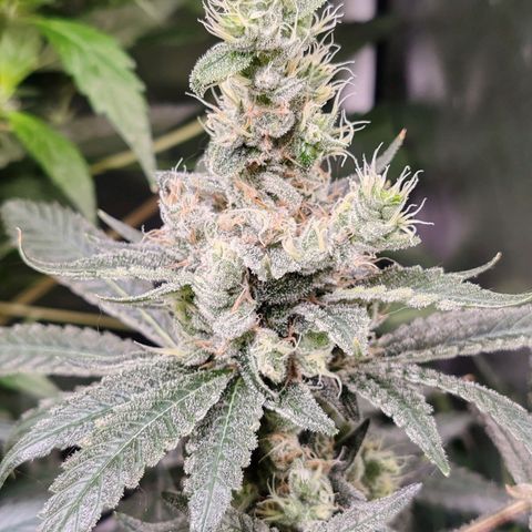 MOBY-D (JACK HERER X WHITE WHIDOW) growlog timeline photo