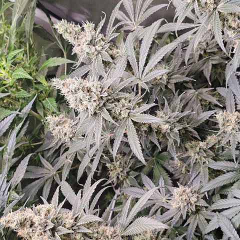 MOBY-D (JACK HERER X WHITE WHIDOW) growlog timeline photo