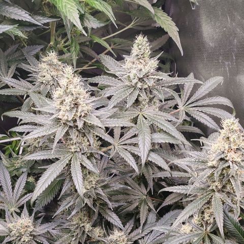 MOBY-D (JACK HERER X WHITE WHIDOW) growlog timeline photo