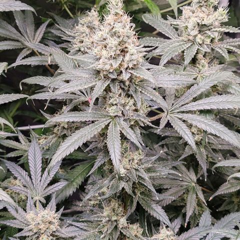 MOBY-D (JACK HERER X WHITE WHIDOW) growlog timeline photo