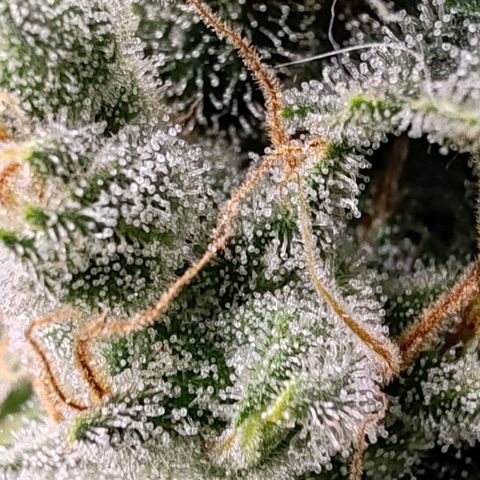 MOBY-D (JACK HERER X WHITE WHIDOW) growlog timeline photo