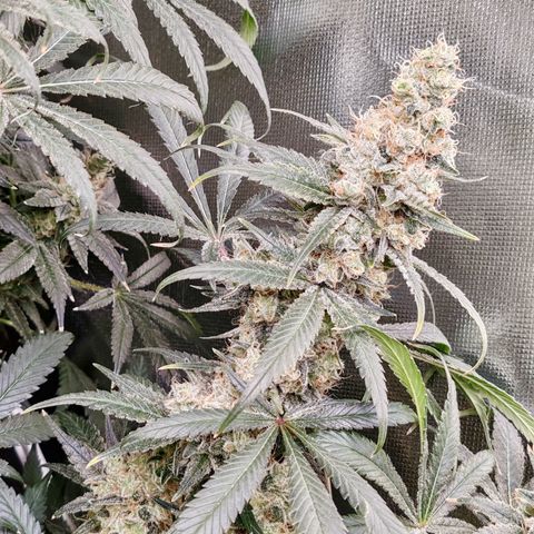 MOBY-D (JACK HERER X WHITE WHIDOW) growlog timeline photo