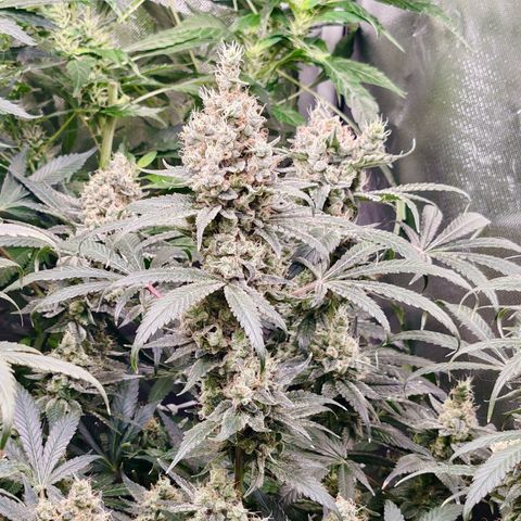 MOBY-D (JACK HERER X WHITE WHIDOW) growlog timeline photo