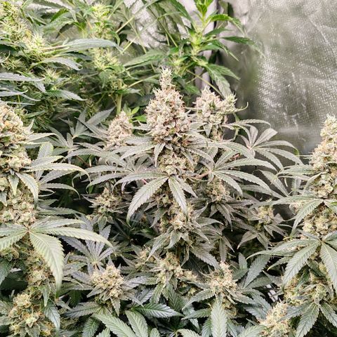 MOBY-D (JACK HERER X WHITE WHIDOW) growlog timeline photo