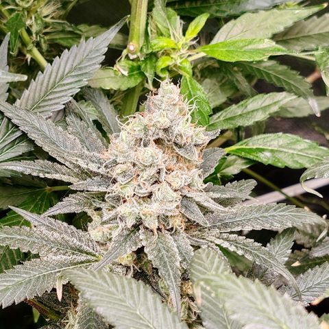 MOBY-D (JACK HERER X WHITE WHIDOW) growlog timeline photo