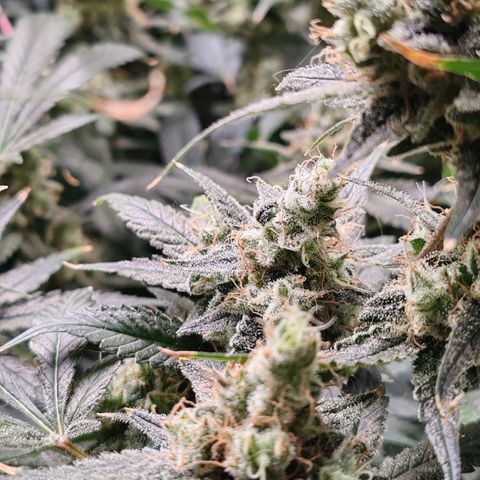 MOBY-D (JACK HERER X WHITE WHIDOW) growlog timeline photo