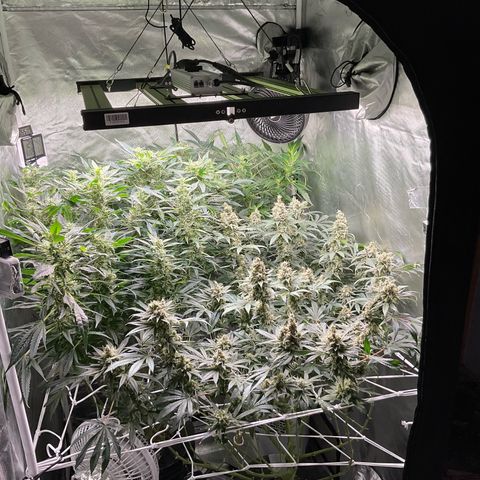 MOBY-D (JACK HERER X WHITE WHIDOW) growlog timeline photo