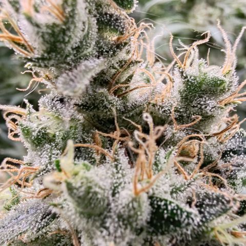 MOBY-D (JACK HERER X WHITE WHIDOW) growlog timeline photo