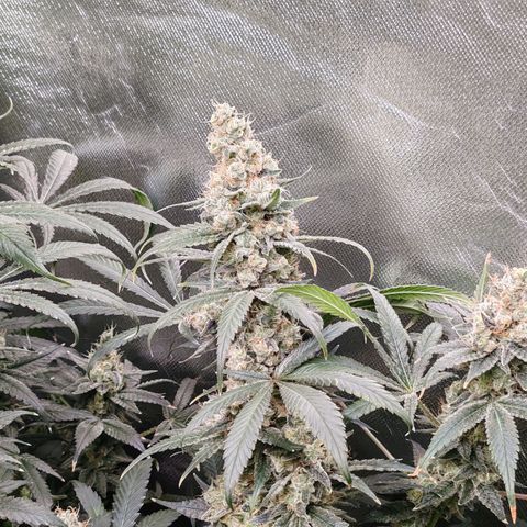 MOBY-D (JACK HERER X WHITE WHIDOW) growlog timeline photo