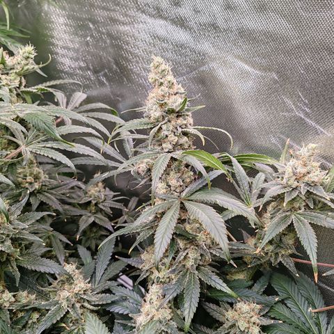 MOBY-D (JACK HERER X WHITE WHIDOW) growlog timeline photo