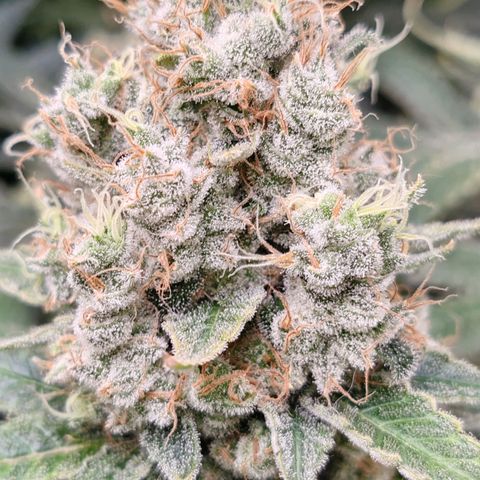 MOBY-D (JACK HERER X WHITE WHIDOW) growlog timeline photo