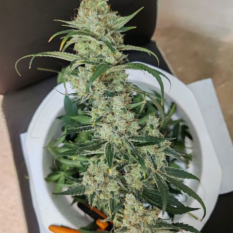 MOBY-D (JACK HERER X WHITE WHIDOW) growlog timeline photo