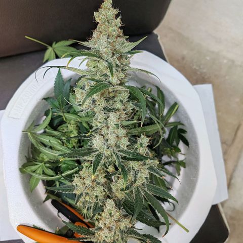 MOBY-D (JACK HERER X WHITE WHIDOW) growlog timeline photo