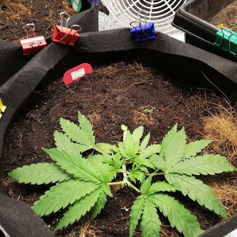 AK Automatic growlog timeline photo