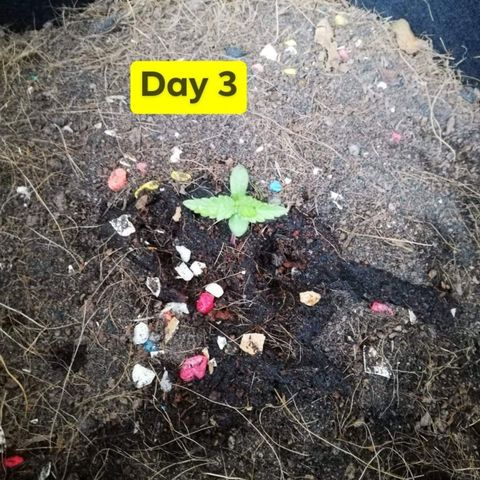 AK Automatic growlog timeline photo