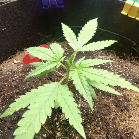 AK Automatic growlog timeline photo