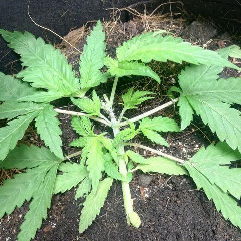 AK Automatic growlog timeline photo
