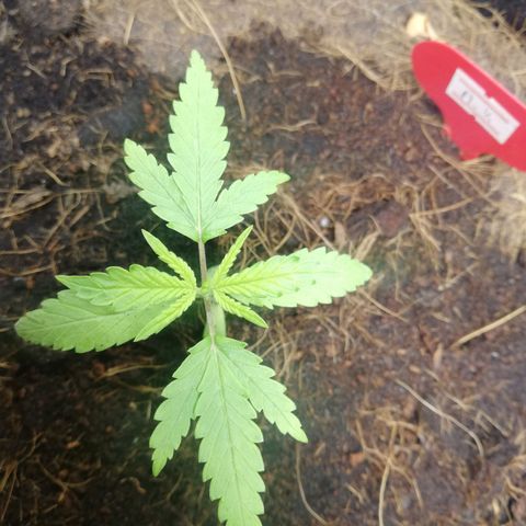 AK Automatic growlog timeline photo
