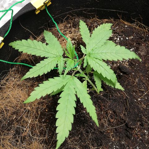 AK Automatic growlog timeline photo