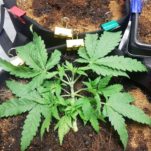 AK Automatic growlog timeline photo