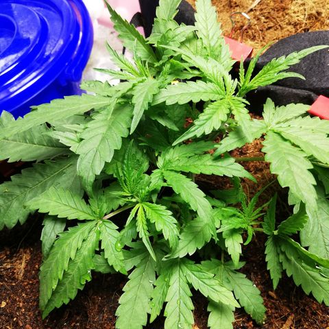 AK Automatic growlog photo: Water 700ml,Nutrient superbuds

