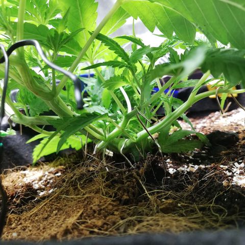AK Automatic growlog timeline photo