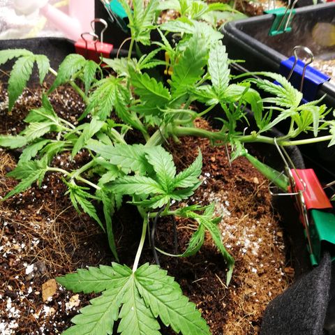 AK Automatic growlog timeline photo