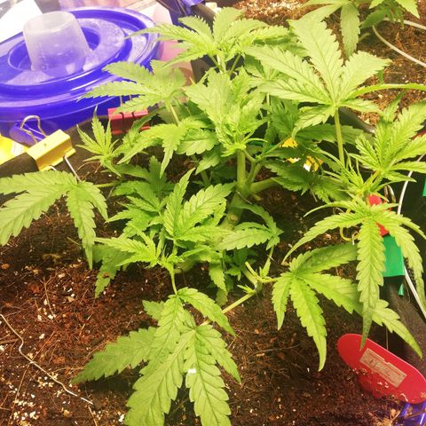 AK Automatic growlog timeline photo