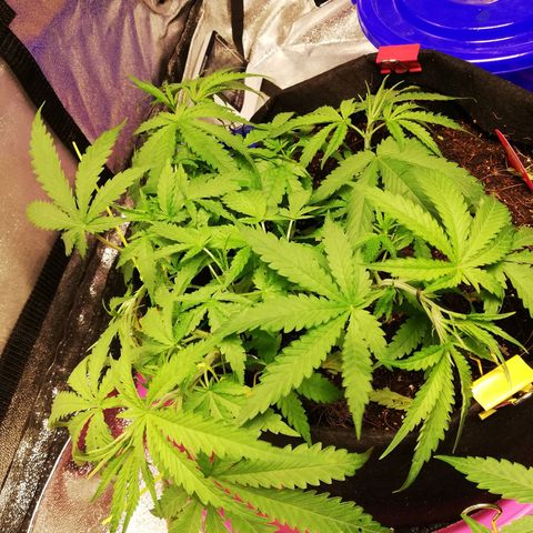 AK Automatic growlog timeline photo