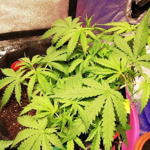AK Automatic growlog timeline photo