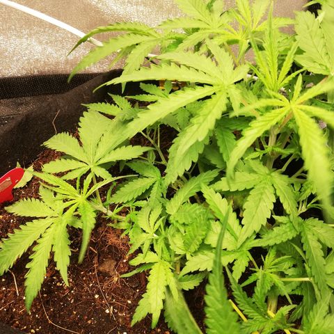 AK Automatic growlog timeline photo