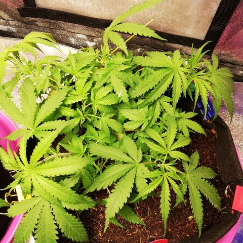 AK Automatic growlog timeline photo