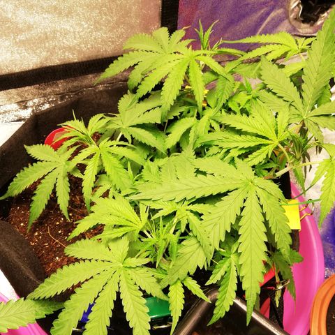 AK Automatic growlog timeline photo