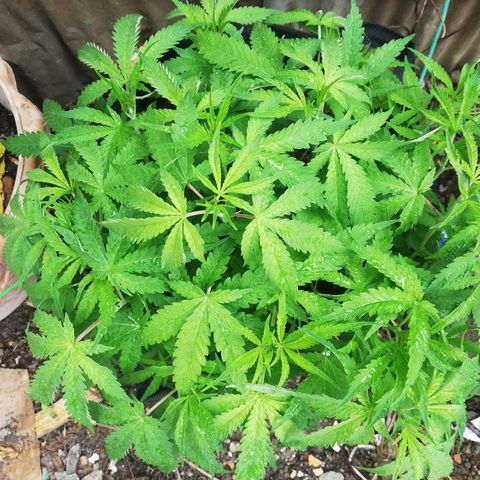 AK Automatic growlog timeline photo