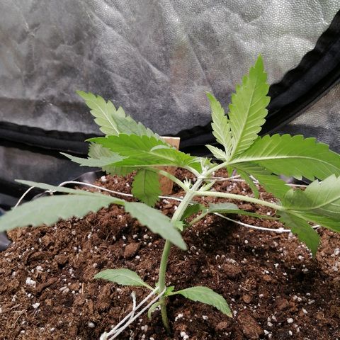Haze berry 1 growlog photo: Amarre para generar curvatura promoviendo crecimiento de brazos inferiores 