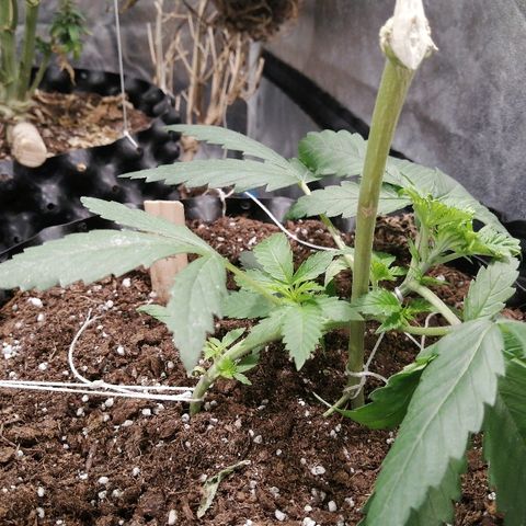 Haze berry 1 growlog timeline photo
