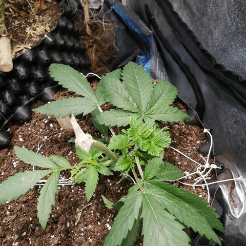 Haze berry 1 growlog timeline photo