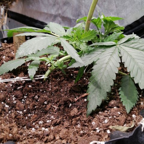 Haze berry 1 growlog timeline photo