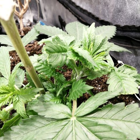 Haze berry 1 growlog timeline photo