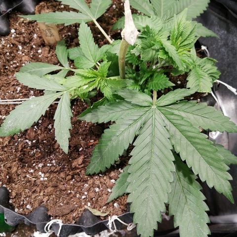 Haze berry 1 growlog timeline photo