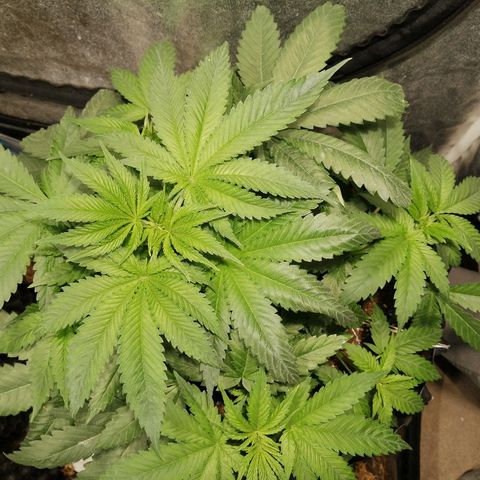 Haze berry 1 growlog timeline photo