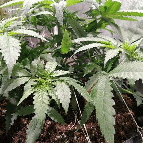 Haze berry 1 growlog timeline photo
