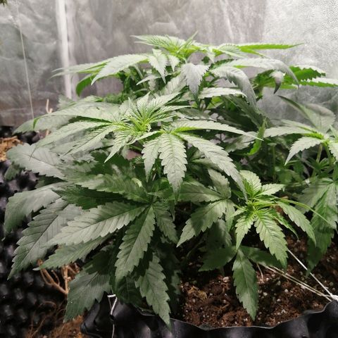 Haze berry 1 growlog timeline photo