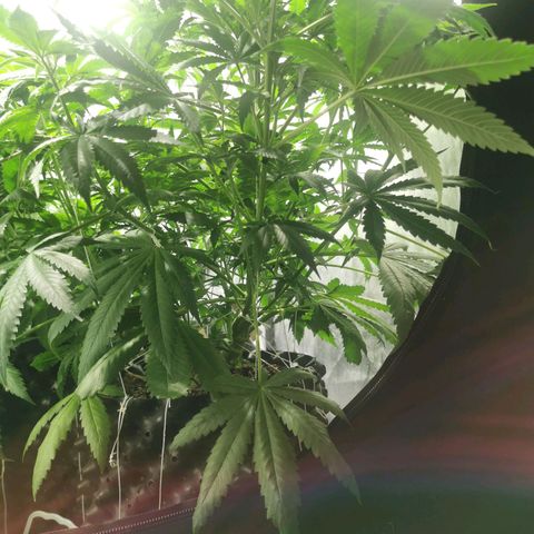Haze berry 1 growlog timeline photo